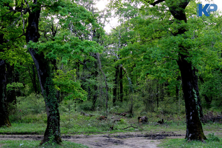 Oakwood forest